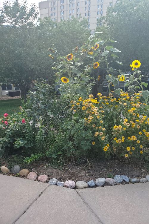 Garden renovation at Dayspring Villa