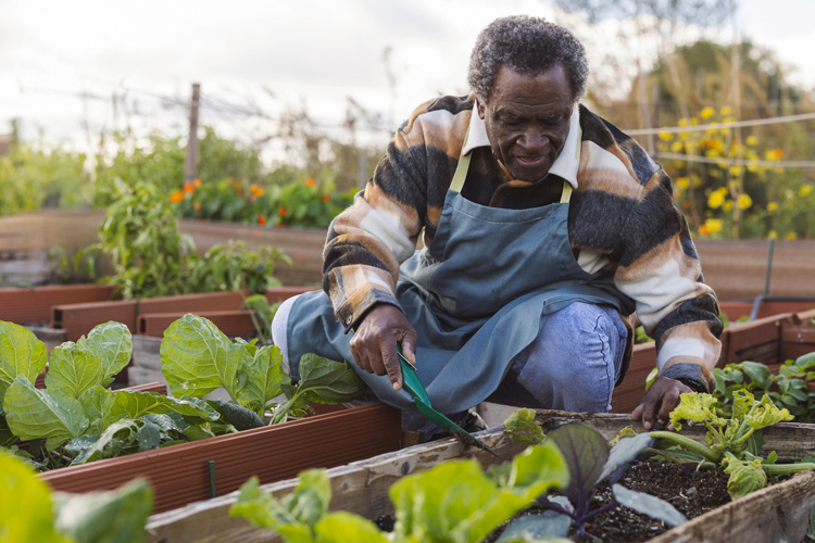 older man gardening